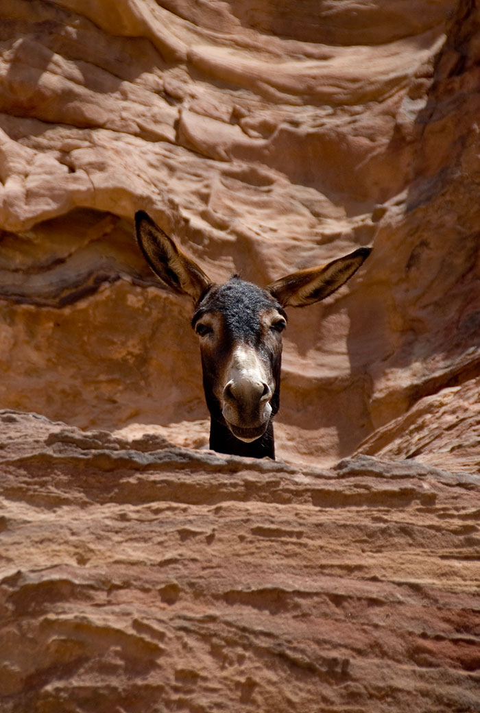 Como los camellos en tierra, los burros son el medio de transporte predilecto para escalar las cumbres.